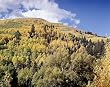 Autumn Aspens Photograph - Beautiful 16"x20" Photographic Print by Carol M. Highsmith
