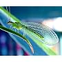 1000 Green Lacewing Eggs -Larvae eat 10M Aphids per Day
