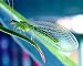 1000 Green Lacewing Eggs -Larvae eat 10M Aphids per Day