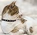 Studded Cat Collar, Genuine Leather Kitten Collar, Sturdy Breakaway Cat Collar, Water-Resistant Cat Collar with Bell & Elastic Stretch, Baby Blue, 12 x 1/2 inches - Angel Pet Supplies