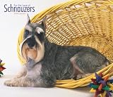 Schnauzers, for the Love of 2008 Deluxe Wall: Deluxe 14x12