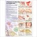 Understanding Allergies Anatomical Chart