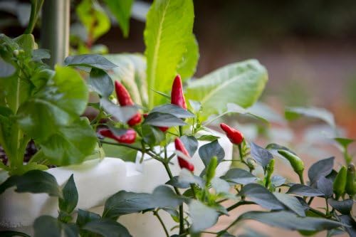 Bio Nectar Hydroponic Nutrients (3 lb)