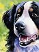 Bernese Mountain Dog Dog Art Print Signed by Artist DJ Rogers