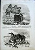 GREYHOUNDS LADY CLARE & ASYLUM, SAPPERS CAMEL 1856