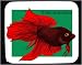 Mouse Pad with betta, tropical, sea, splendo, fish Image