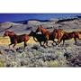 (22x34) Horses - Running in Wild, Art Poster Print