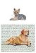 Yorkshire Terrier (puppy cut) Glass Cutting Board