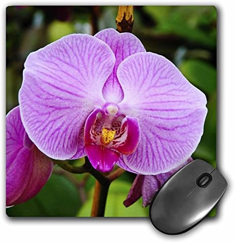 3dRose LLC 8 X 8 X 0.25 Inches Palm Springs, California. Orchids Michael Defreitas Mouse Pad (mp_88524_1)