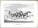 American Girl and Lady Thorn: in their great match for mile heats best 3 in 5 to wago...
