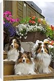 Canvas Prints of Shetland Sheepdogs, three lying on garden stairs from Ardea Wildlife Pets