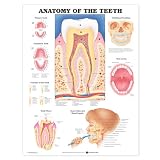 Anatomy of the Teeth Anatomical Chart Reviews