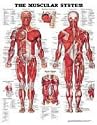 The Muscular System Anatomical Chart