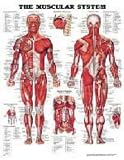 The The Muscular System Anatomical Chart