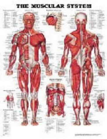 The Muscular System