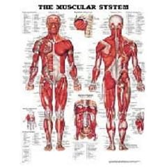 The Muscular System