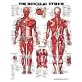 The Muscular System