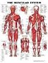 The The Muscular System Anatomical Chart
