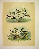 12 WARBLERS STUDER-JASPER BIRDS OF AMERICA 1878