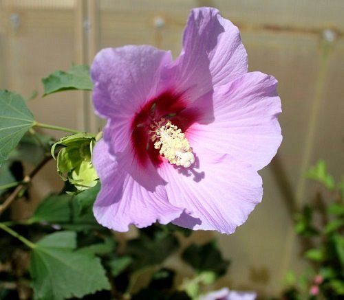Full Blast TM Rose of Sharon Hibiscus - Quart Pot - Proven Winners Full Blast TM Rose of Sharon Hibiscus - Quart Pot - Proven Winners