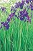 Iris sibirica Tropic Night