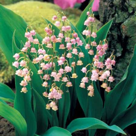 (Pink Lily *Ambizu*) Rare 'Feng Die' Pink Lily of the Valley Convallaria Majalis Perennial Flower Seeds, Professional Pack, 50 Seeds