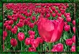 Linda Shier Tulip Montage 13 x 19 Glossy Print