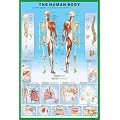 HUGE LAMINATED The Human Body Anatomy Educational POSTER measures 36 x 24 inches (90 x61cm)