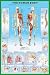 HUGE LAMINATED The Human Body Anatomy Educational POSTER measures 36 x 24 inches (90 x61cm)