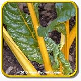 Swiss Chard Seeds - 'Canary' Vegetable Seed Packet (300 ... thumbnail