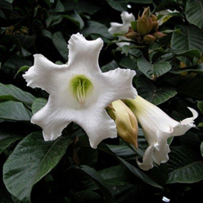 Beaumontia grandiflora - Herolds-Trompete, Lilienwein, Nepal-Trompetenblume - 10 Samen Beaumontia grandiflora - Herolds-Trompete, Lilienwein, Nepal-Trompetenblume - 10 Samen