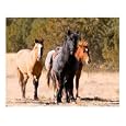 Sombrillo's Bunch Animals Photographic Poster Print by David Cramer, 24x20