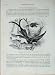 Cassell'S Birds C1870 Crimson Topaz Humming Bird Pella