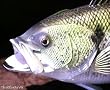 Taxidermy Fiberglass 20" Large Mouth Bass Wall Mount