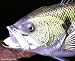 Taxidermy Fiberglass 20" Large Mouth Bass Wall Mount