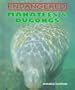 Manatees & Dugongs (Endangered!)