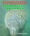Manatees & Dugongs (Endangered)