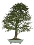 Brussel's Stewartia Specimen Tree