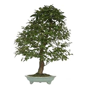Brussel's Stewartia Specimen Tree