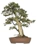 Brussel's Needle Juniper Specimen Tree