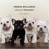 french bulldogs lightweights littermates