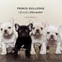 French Bulldogs: Lightweights Littermates