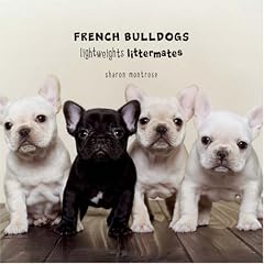 French Bulldogs: Lightweights Littermates