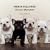 French Bulldogs: Lightweights Littermates