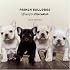 French Bulldogs: Lightweights Littermates