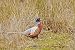 Pheasant - ring necked male in meadow Photo Mugs