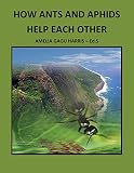 How Ants And Aphids Help Each Other As Friends