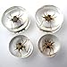 Pair of 5/8 Gauge (16mm) Spider Inlay Bug Plugs - Double Flare