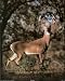 Whitetail Buck Deer Hunting Animal Art Poster Print - 16" X 20"