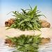 Aquatic Plant - 24